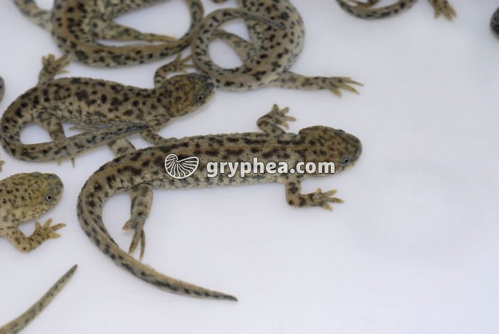 Pleurodèle (Pleurodeles walti) - gryphea.com